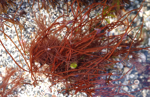 Lomentaria articulata with Asterina gibbosa
